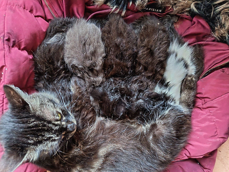 Main coon cross