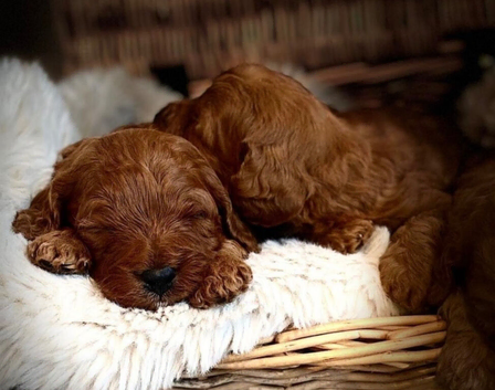 Mahogany red F1 cavapoo pups