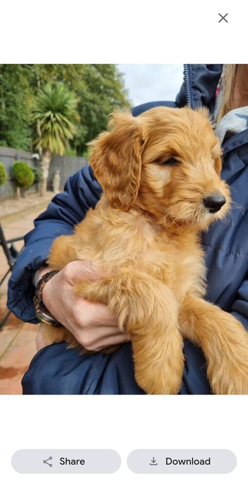 LAST Fox Red Girl! LAST 2 GOLDENDOODLE BOY PUPPIES