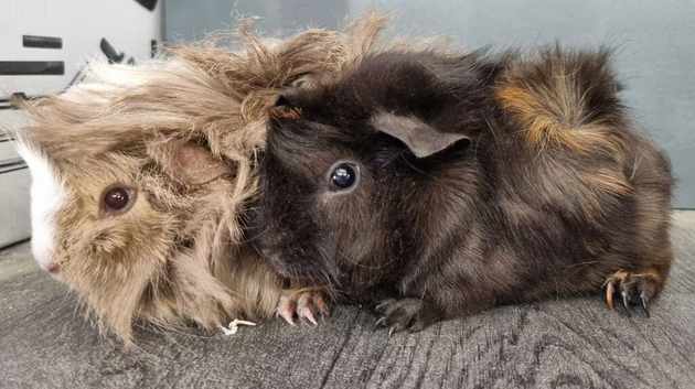 Beautiful Baby guinea pigs for sale