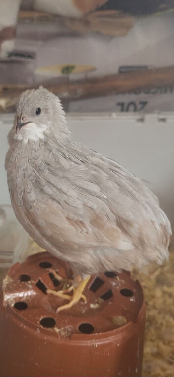 Male button quail