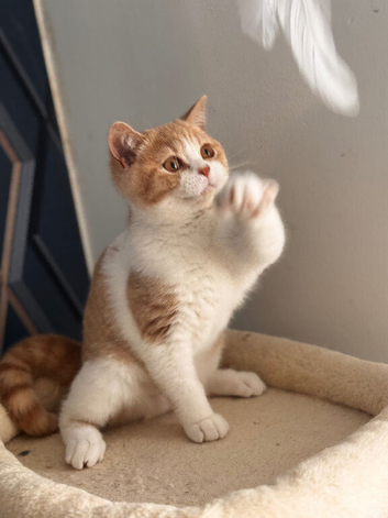 Gorgeous British shorthair,LAST KITTEN AVAILABLE
