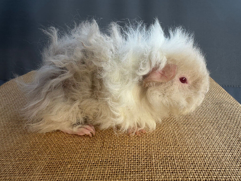 ** RESERVED **  Lunkarya Boar - 9 weeks old