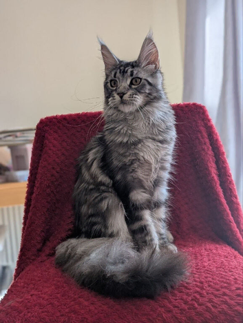 4 maine coon kittens. 3 boys and 1 girl.