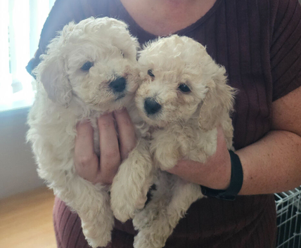 Toy poodle pups