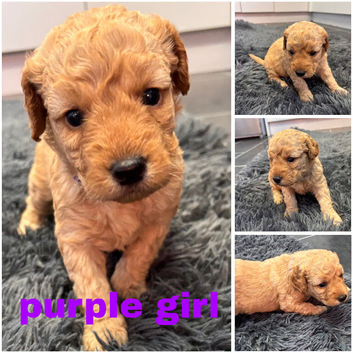 Beautiful miniature golden doodles