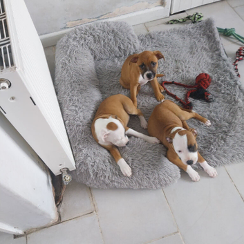 Red fox colour staffi puppies