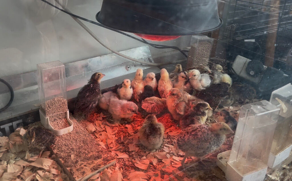 Pekin Bantam, Serama and Bantam Wyandotte chicks for sale