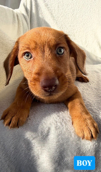 Dameranian puppies for sale