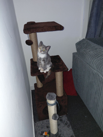 4 month old kitten called zora