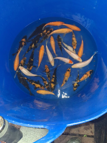 koj carp for sale