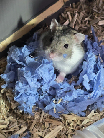 Young Male Russian Hamsters