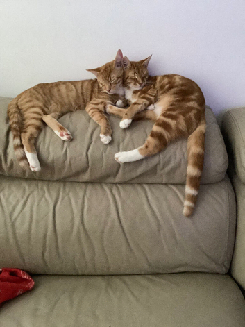 Beautiful kittens