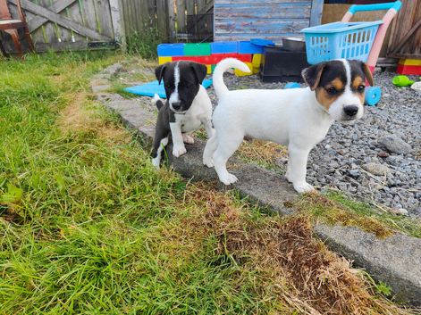 Patterjack Puppies
