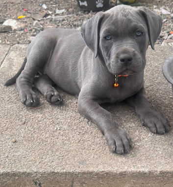 Stunning cane corso puppies