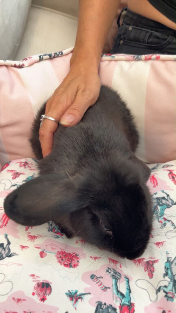 Netherlands and mini lops