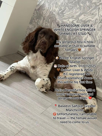HANDSOME LIVER & WHITE ENGLISH SPRINGER SPANIEL AT STUD