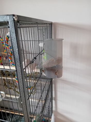 Hand tame budgies with cages and accessories