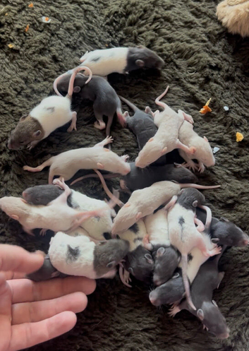 Baby rats