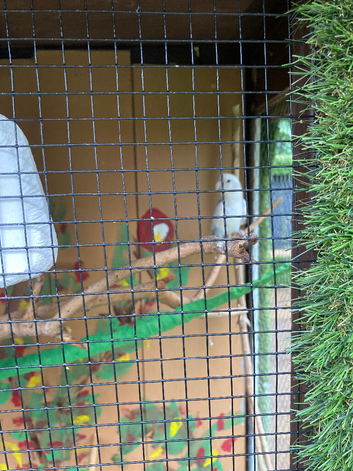 Lovebirds