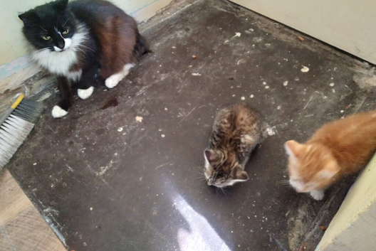 Kittens