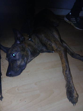 Shepherd 8 months old puppy