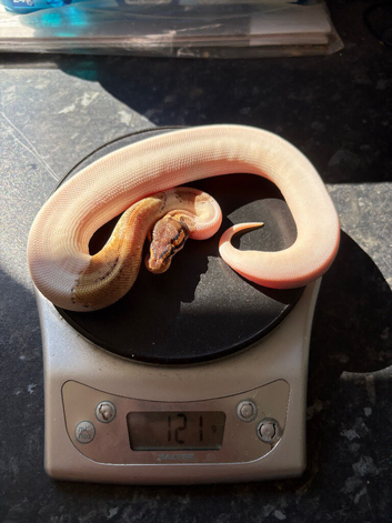 Baby male high white  leopard phantom pied