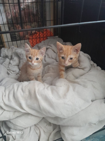 Twin Kittens for Sale
