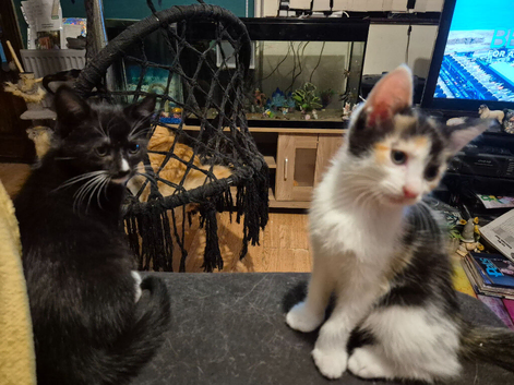 Unique and Exquisite Kittens Ready Now