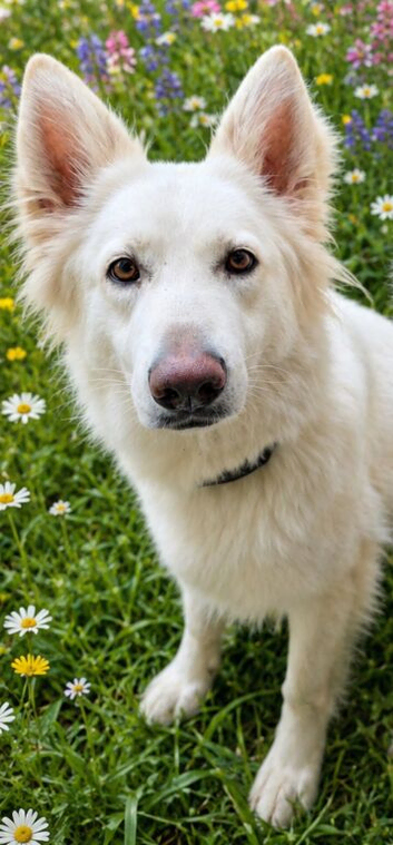 Beautiful long haired white female shepherd