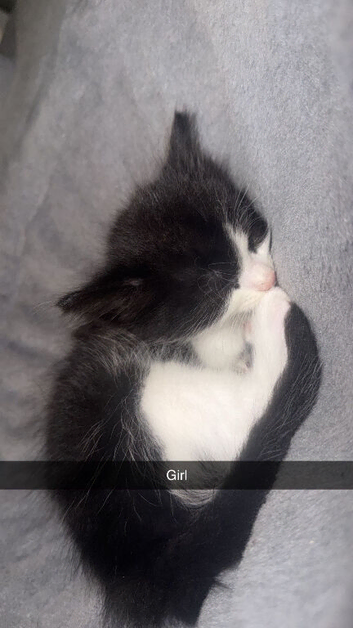 Black and white kittens for sale