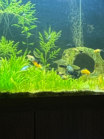 Mollies & Guppies