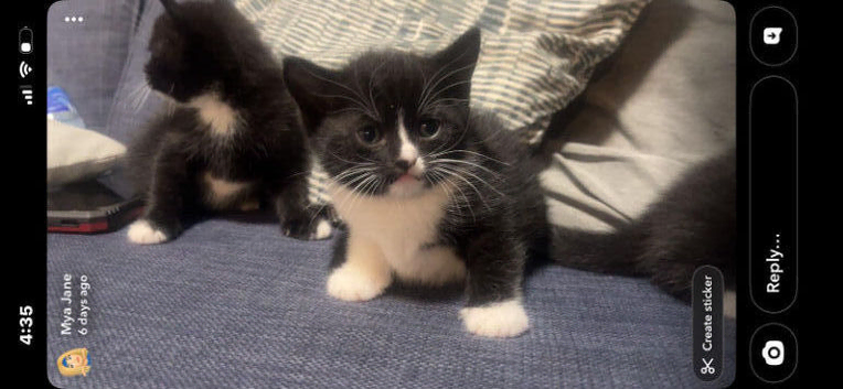 Kittens ready for new homes
