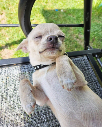 Female Chihuahua