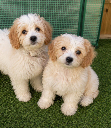 Two girls available