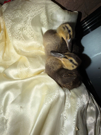 2 Ducklings