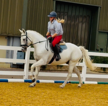 14.2h fun Connemara gelding alrounder