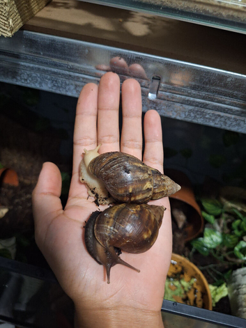 Giant African Land Snails