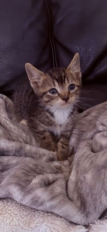 Beautiful boy kitten