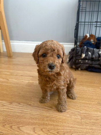 Red miniature poodle girl