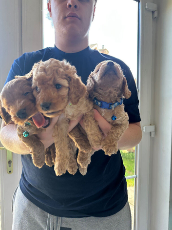 Cockapoo puppies for sale