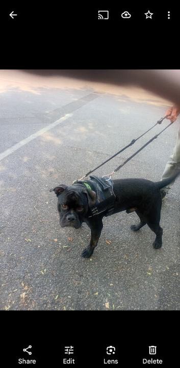 Gorgeous Frenchie cross available for adoption