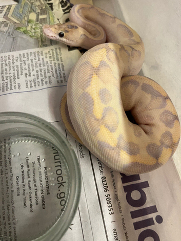 Silky way ball python babies for sale