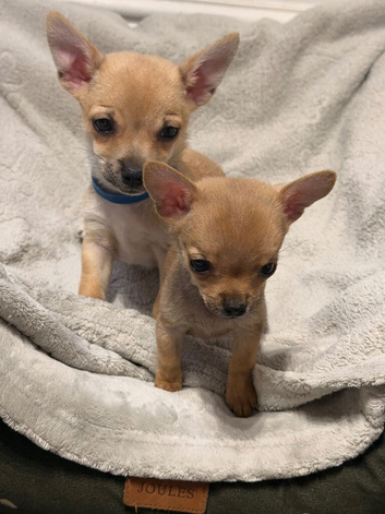 Pomchi Puppies ready to go