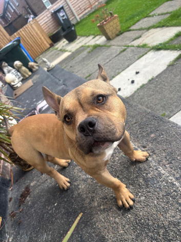 American pocket bully puppy male