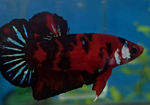 30+ female bettas for sale