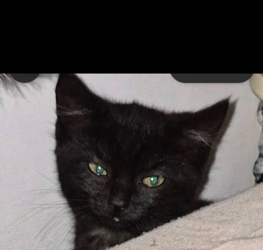 Female mix black kitten