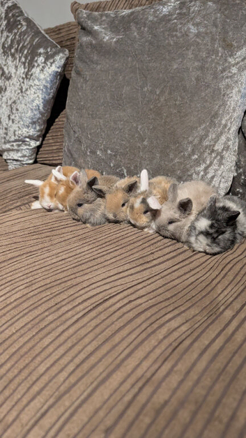 Mini lion lops
