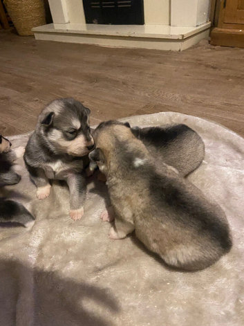 Alaskan malamute puppy's
