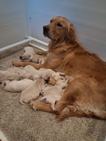 Golden Retrievers - Ready Sep 6th